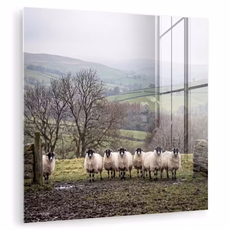 Schapen - Rij - Weide - Dieren - Platteland plexiglas 5mm klein -zzzproduct_nieuw