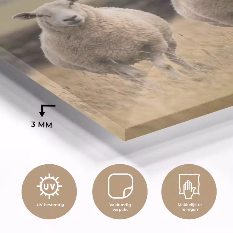 Schapen - Weidenlandschap - Heuvels plexiglas 5mm klein -sfeer2