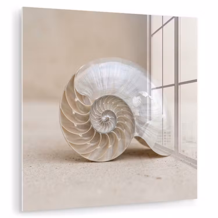 Schelp - Spiraal - Beige plexiglas 5mm klein -zzzproduct_nieuw