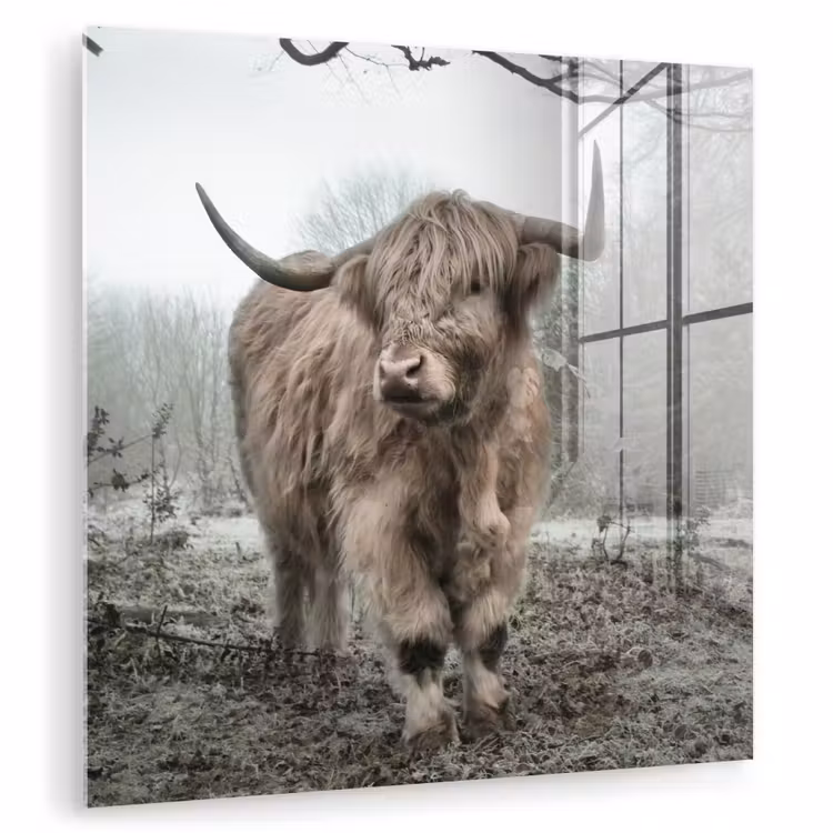 Schotse Hooglander - Bos - Mist - Koe - Dieren - Natuur plexiglas 5mm klein -zzzproduct_nieuw