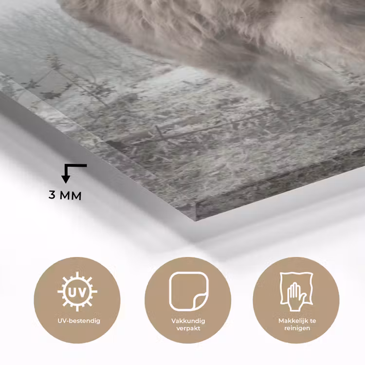 Schotse Hooglander - Bos - Mist - Koe - Dieren - Natuur plexiglas 5mm klein -sfeer2