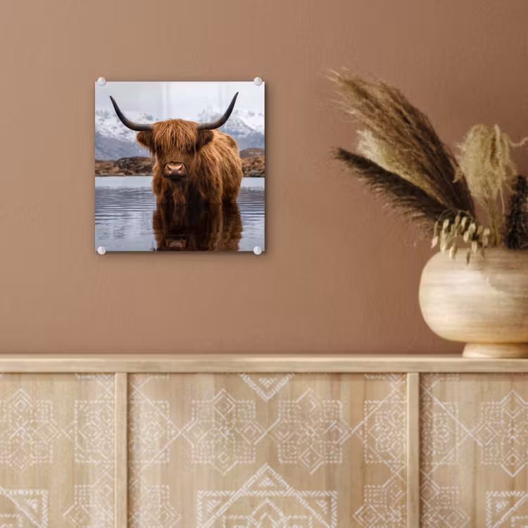 Schotse hooglander - Bruin - Water plexiglas 5mm klein -sfeer5