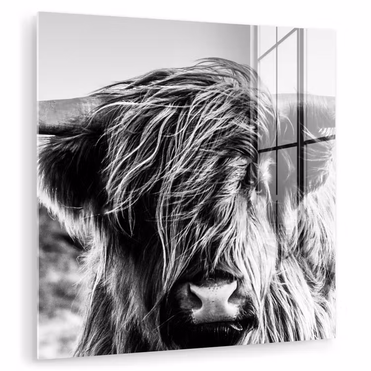 Schotse hooglander - Close up - Horens - Vacht - Zwart Wit plexiglas 5mm klein -zzzproduct_nieuw