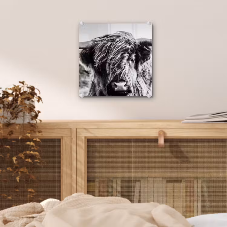 Schotse hooglander - Close up - Horens - Vacht - Zwart Wit plexiglas 5mm klein -sfeer4