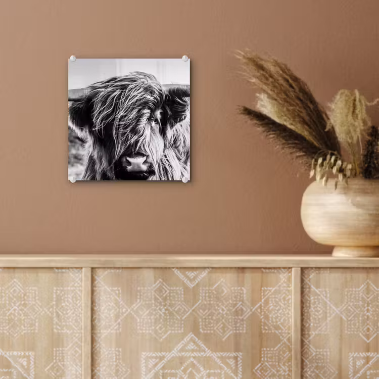 Schotse hooglander - Close up - Horens - Vacht - Zwart Wit plexiglas 5mm klein -sfeer5
