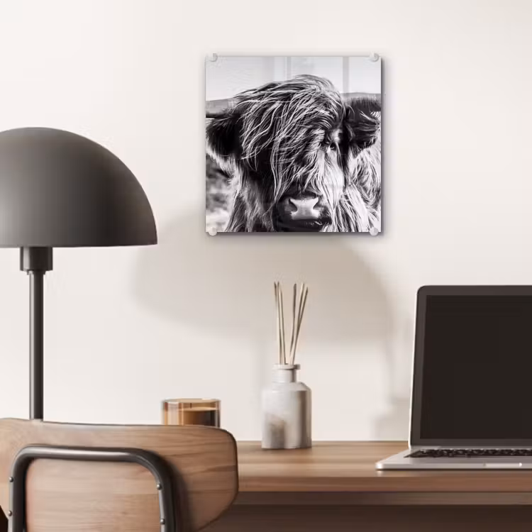 Schotse hooglander - Close up - Horens - Vacht - Zwart Wit plexiglas 5mm klein -sfeer6