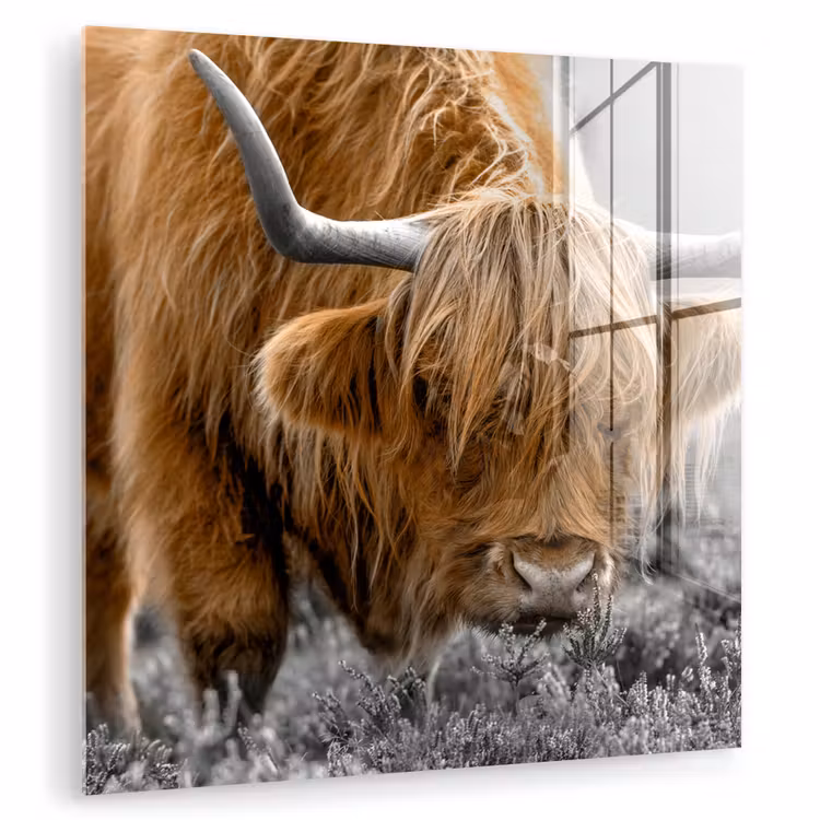 Schotse Hooglander - Dieren - Bruin - Koe - Zwart - Wit - Natuur plexiglas 5mm klein -zzzproduct_nieuw