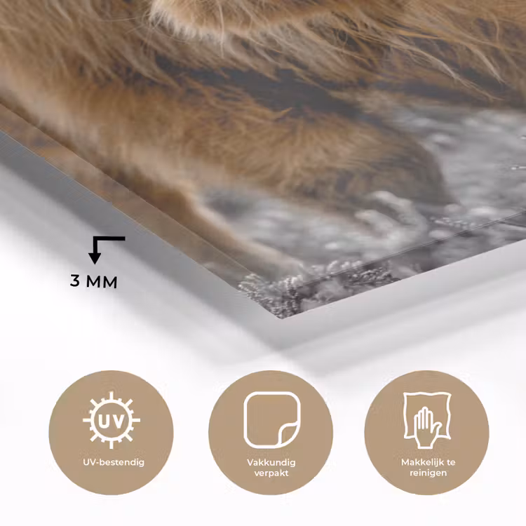 Schotse Hooglander - Dieren - Bruin - Koe - Zwart - Wit - Natuur plexiglas 5mm klein -sfeer2