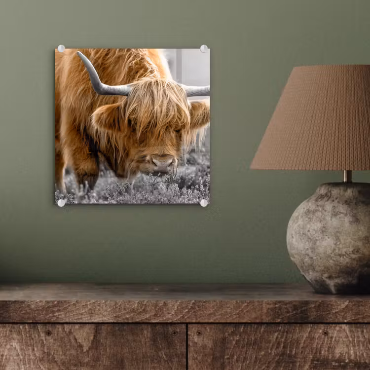 Schotse Hooglander - Dieren - Bruin - Koe - Zwart - Wit - Natuur plexiglas 5mm klein -sfeer3