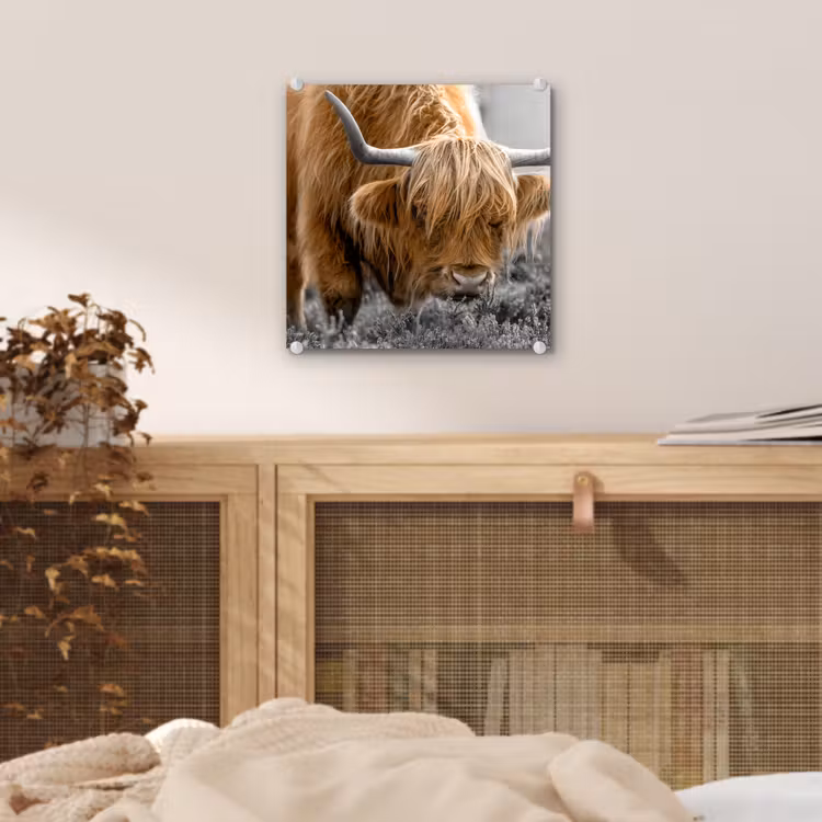 Schotse Hooglander - Dieren - Bruin - Koe - Zwart - Wit - Natuur plexiglas 5mm klein -sfeer4