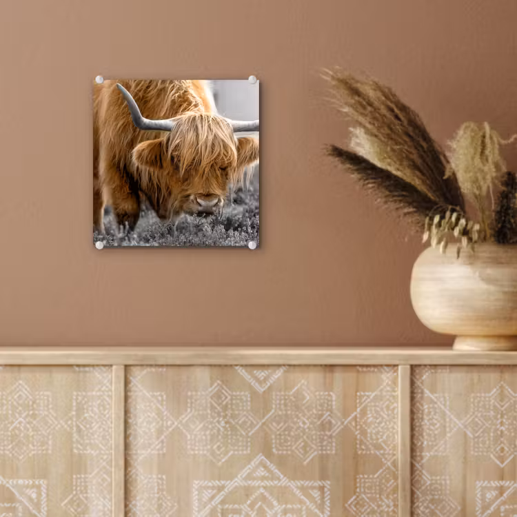 Schotse Hooglander - Dieren - Bruin - Koe - Zwart - Wit - Natuur plexiglas 5mm klein -sfeer5
