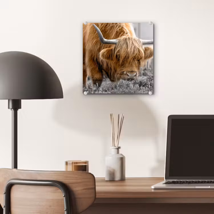 Schotse Hooglander - Dieren - Bruin - Koe - Zwart - Wit - Natuur plexiglas 5mm klein -sfeer6