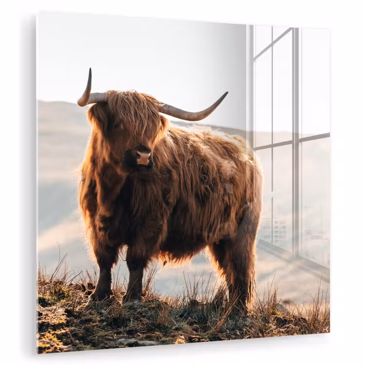 Schotse hooglander - Dieren - Landelijk - Landschap - Koe - Natuur plexiglas 5mm klein -zzzproduct_nieuw