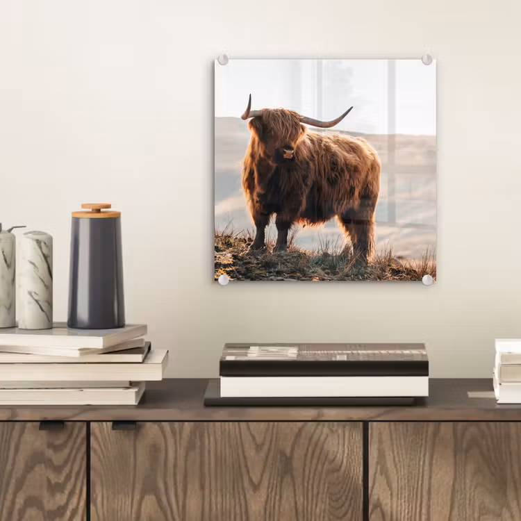 Schotse hooglander - Dieren - Landelijk - Landschap - Koe - Natuur plexiglas 5mm klein -sfeer1