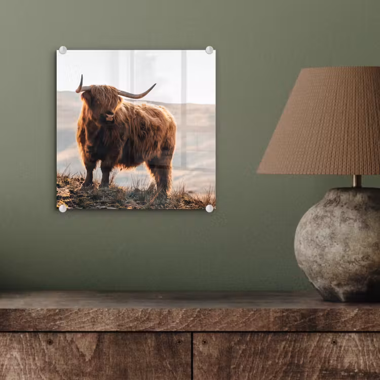 Schotse hooglander - Dieren - Landelijk - Landschap - Koe - Natuur plexiglas 5mm klein -sfeer3