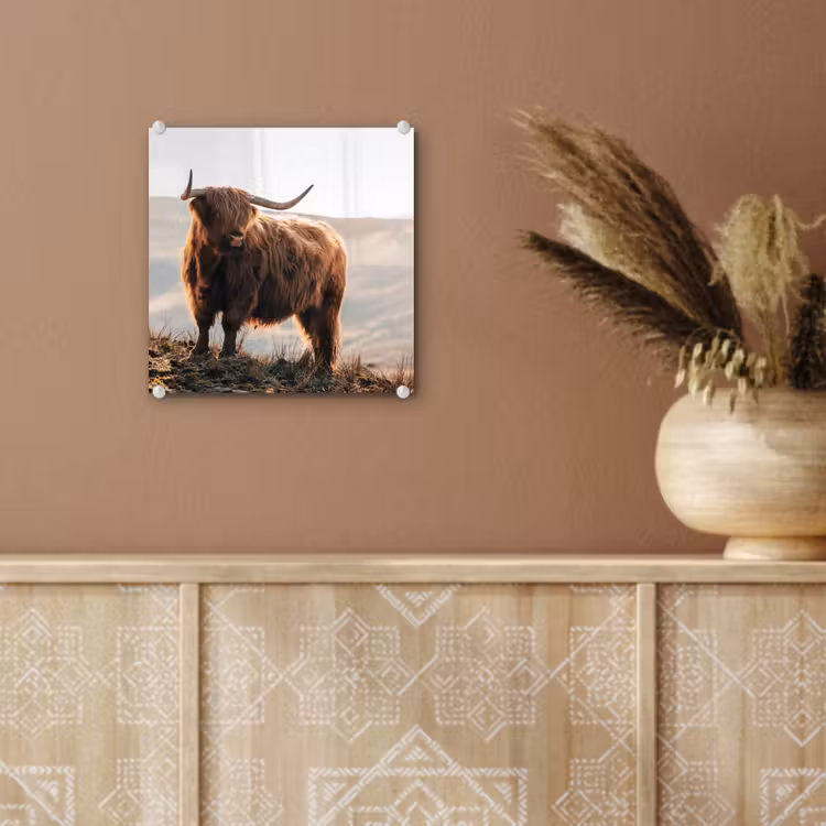 Schotse hooglander - Dieren - Landelijk - Landschap - Koe - Natuur plexiglas 5mm klein -sfeer5