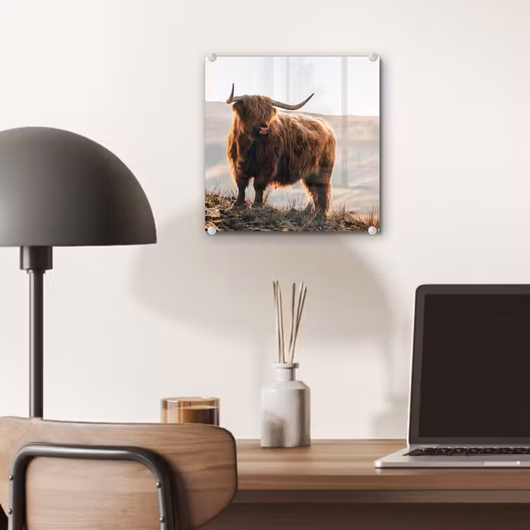 Schotse hooglander - Dieren - Landelijk - Landschap - Koe - Natuur plexiglas 5mm klein -sfeer6