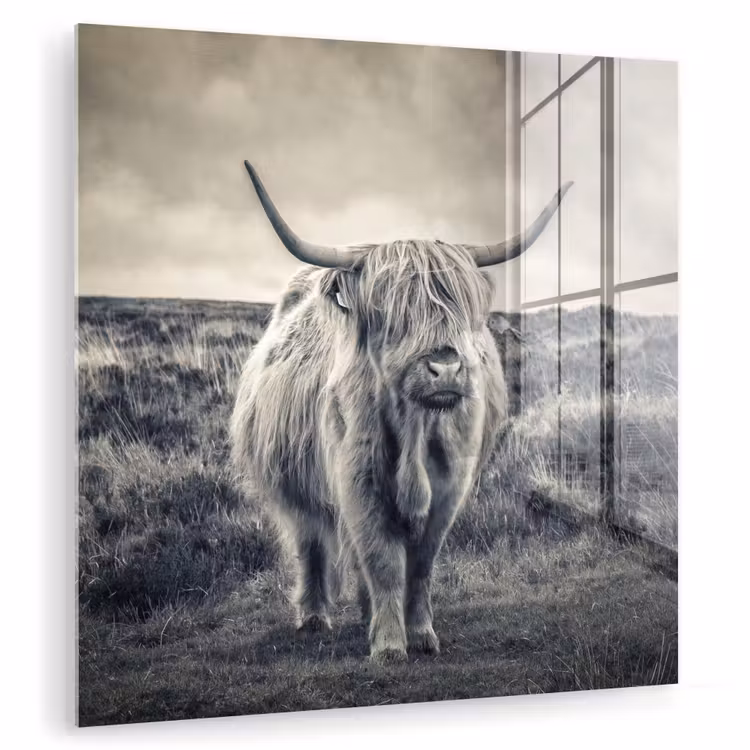 Schotse hooglander - Dieren - Wolken - Koe - Natuur plexiglas 5mm klein -zzzproduct_nieuw