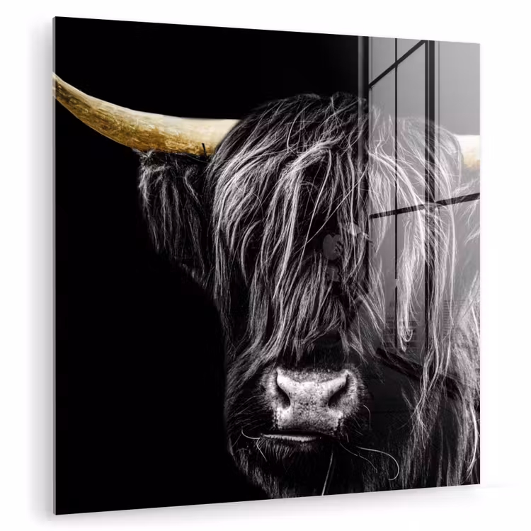 Schotse hooglander - Goud - Vacht - Dieren - Koe plexiglas 5mm klein -zzzproduct_nieuw