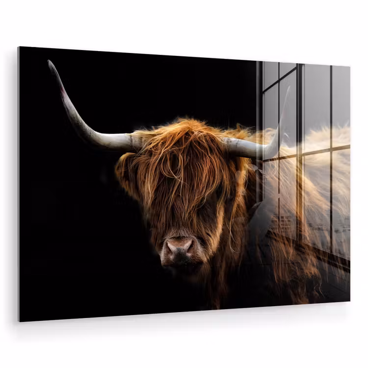 Schotse Hooglander - Horens - Zwart - Dieren - Natuur - Wild - Koe plexiglas 5mm klein -zzzproduct_nieuw