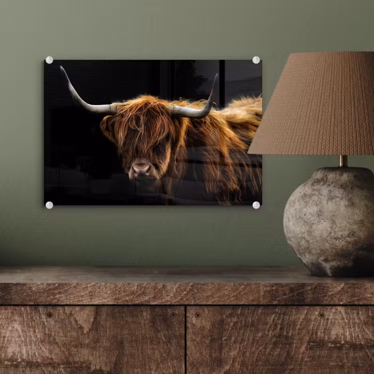 Schotse Hooglander - Horens - Zwart - Dieren - Natuur - Wild - Koe plexiglas 5mm klein -sfeer3