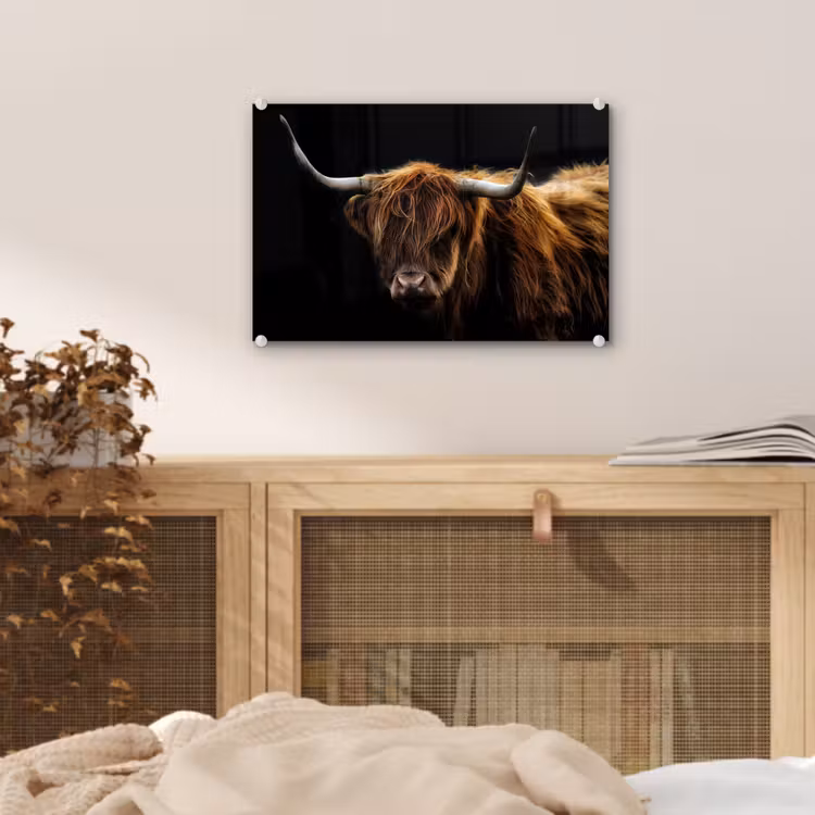 Schotse Hooglander - Horens - Zwart - Dieren - Natuur - Wild - Koe plexiglas 5mm klein -sfeer4