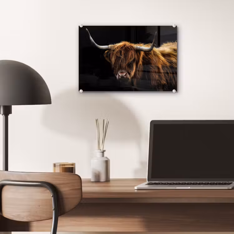 Schotse Hooglander - Horens - Zwart - Dieren - Natuur - Wild - Koe plexiglas 5mm klein -sfeer6