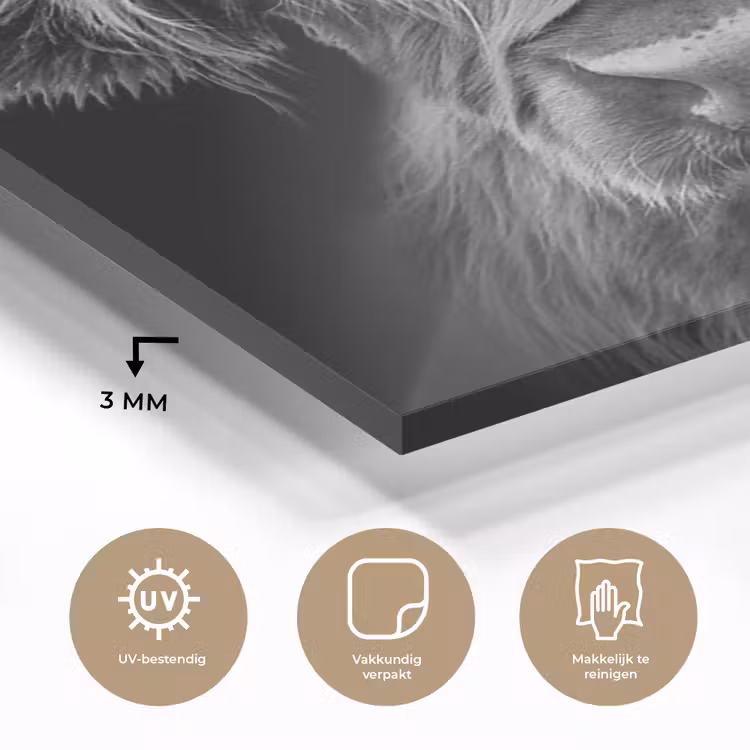 Schotse Hooglander - Horens - Zwart - Wit - Koe - Wild - Dieren plexiglas 5mm klein -sfeer2