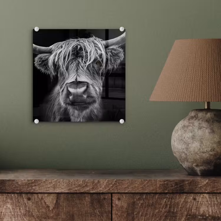 Schotse Hooglander - Horens - Zwart - Wit - Koe - Wild - Dieren plexiglas 5mm klein -sfeer3