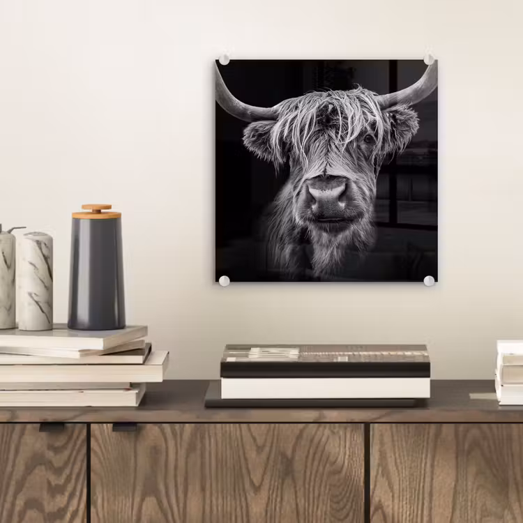 Schotse Hooglander - Horens - Zwart - Wit - Koe - Wild - Dieren plexiglas 5mm klein -sfeer1
