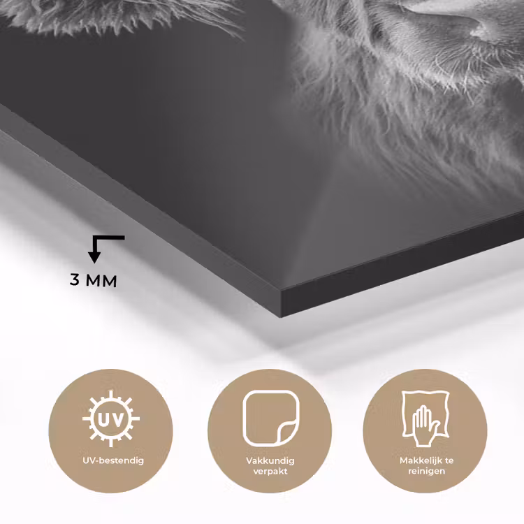 Schotse Hooglander - Horens - Zwart - Wit - Koe - Wild - Dieren plexiglas 5mm klein -sfeer2