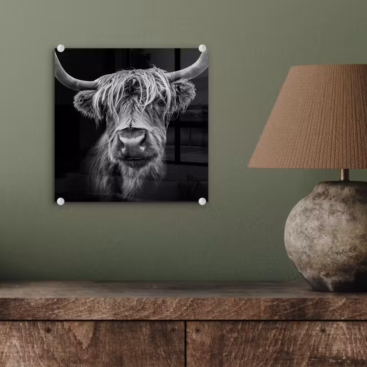 Schotse Hooglander - Horens - Zwart - Wit - Koe - Wild - Dieren plexiglas 5mm klein -sfeer3