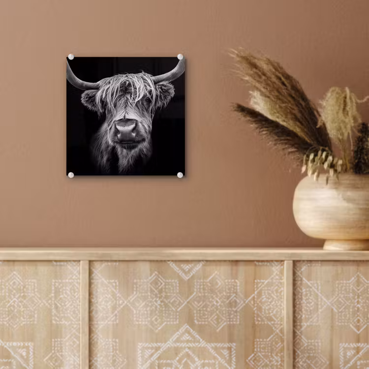 Schotse Hooglander - Horens - Zwart - Wit - Koe - Wild - Dieren plexiglas 5mm klein -sfeer5