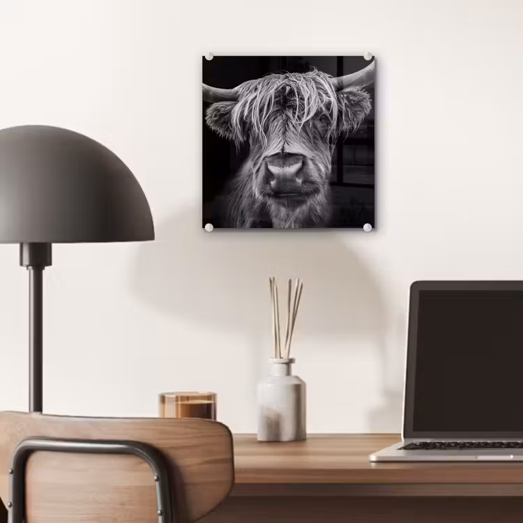 Schotse Hooglander - Horens - Zwart - Wit - Koe - Wild - Dieren plexiglas 5mm klein -sfeer6