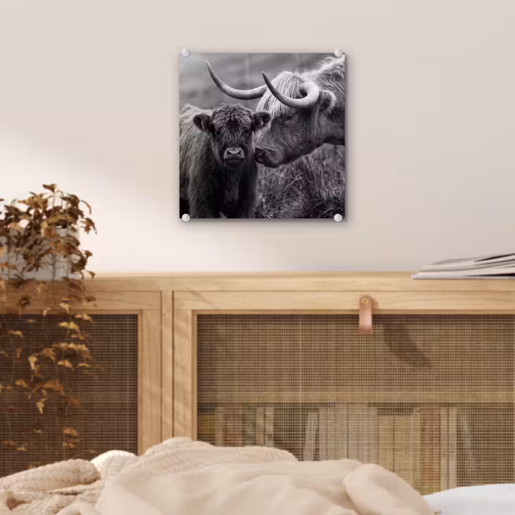 Schotse hooglander - Kalf - Zwart - Wit plexiglas 5mm klein -sfeer4