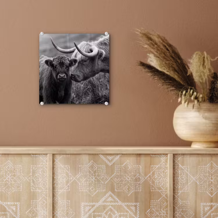 Schotse hooglander - Kalf - Zwart - Wit plexiglas 5mm klein -sfeer5