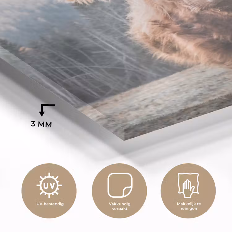 Schotse hooglander - Koe - Dieren - Berg - Natuur plexiglas 5mm klein -sfeer2