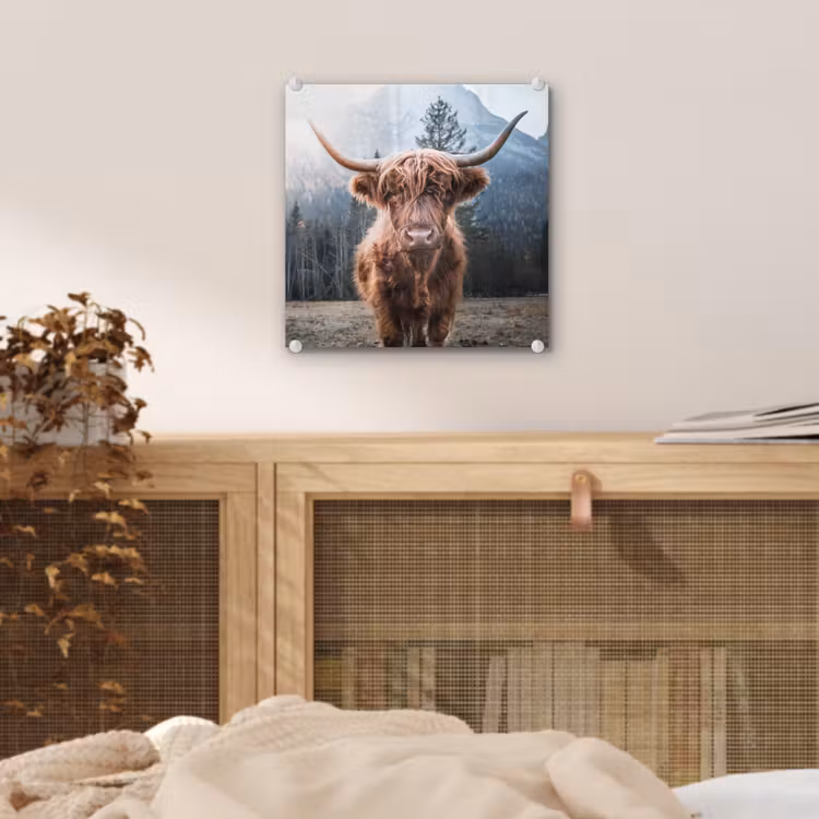 Schotse hooglander - Koe - Dieren - Berg - Natuur plexiglas 5mm klein -sfeer4