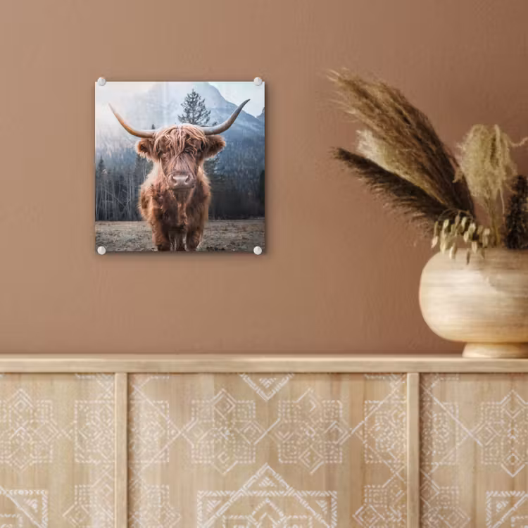 Schotse hooglander - Koe - Dieren - Berg - Natuur plexiglas 5mm klein -sfeer5