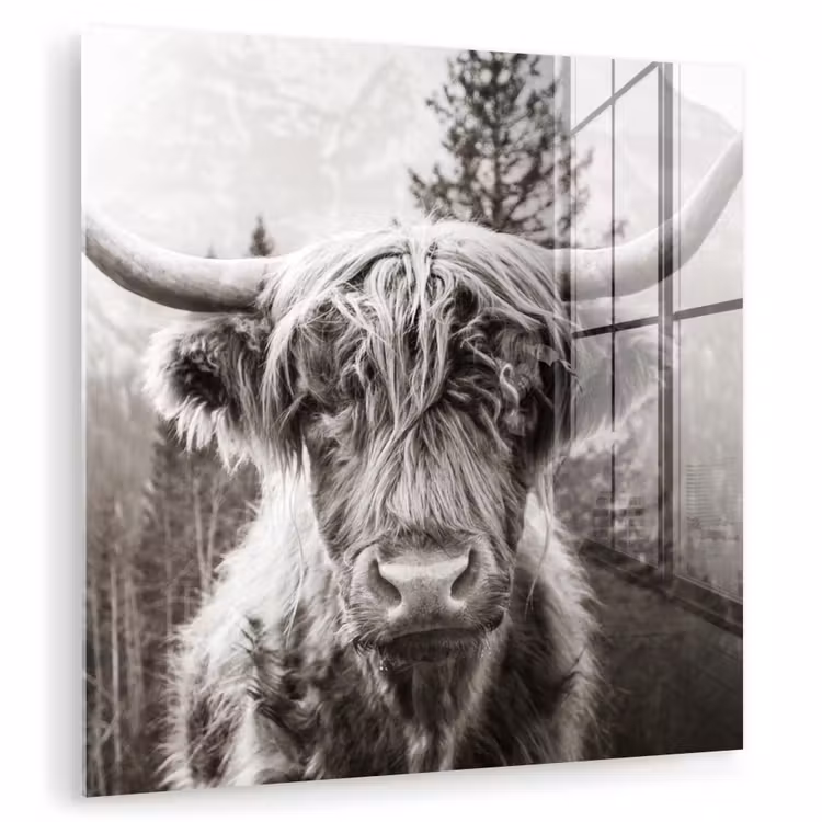 Schotse hooglander - Koe - Dieren - Zwart - Wit plexiglas 5mm klein -zzzproduct_nieuw