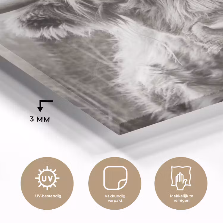 Schotse hooglander - Koe - Dieren - Zwart - Wit plexiglas 5mm klein -sfeer2