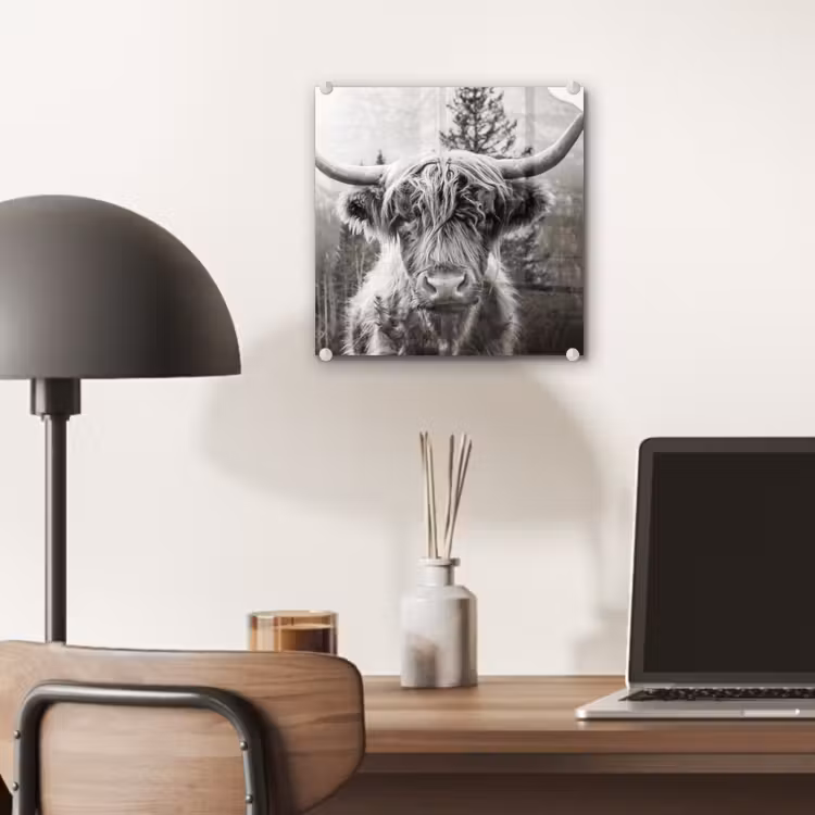 Schotse hooglander - Koe - Dieren - Zwart - Wit plexiglas 5mm klein -sfeer6