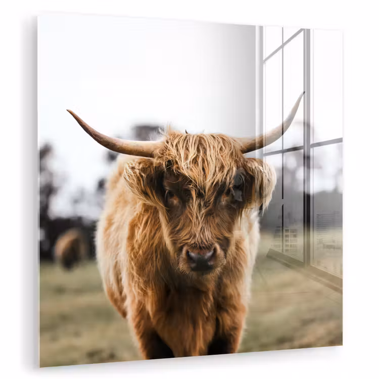 Schotse Hooglander -  Koe - Gras - Dieren - Natuur plexiglas 5mm klein -zzzproduct_nieuw