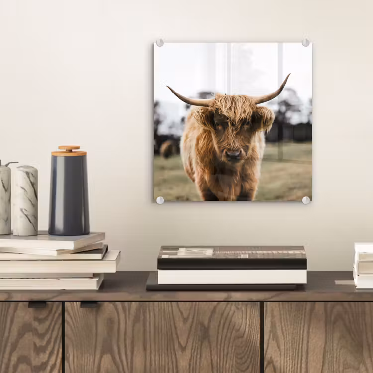 Schotse Hooglander -  Koe - Gras - Dieren - Natuur plexiglas 5mm klein -sfeer1