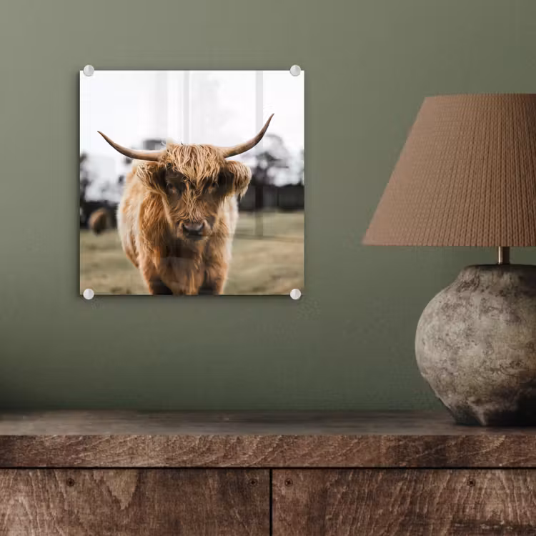 Schotse Hooglander -  Koe - Gras - Dieren - Natuur plexiglas 5mm klein -sfeer3