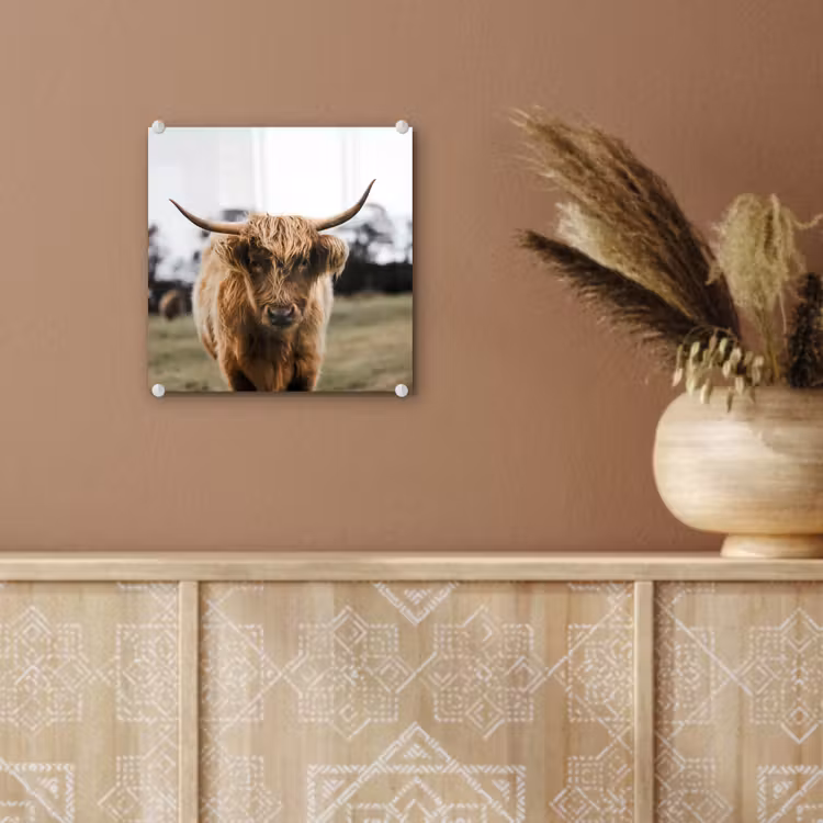 Schotse Hooglander -  Koe - Gras - Dieren - Natuur plexiglas 5mm klein -sfeer5