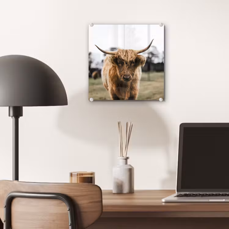 Schotse Hooglander -  Koe - Gras - Dieren - Natuur plexiglas 5mm klein -sfeer6