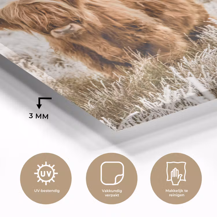 Schotse hooglander - Koe - Natuur - Winter plexiglas 5mm klein -sfeer2