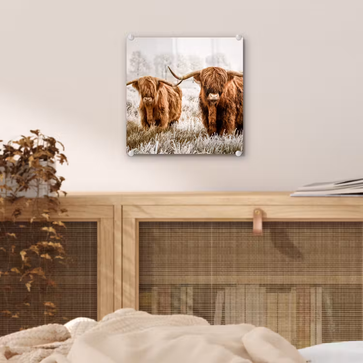 Schotse hooglander - Koe - Natuur - Winter plexiglas 5mm klein -sfeer4