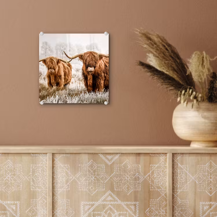 Schotse hooglander - Koe - Natuur - Winter plexiglas 5mm klein -sfeer5